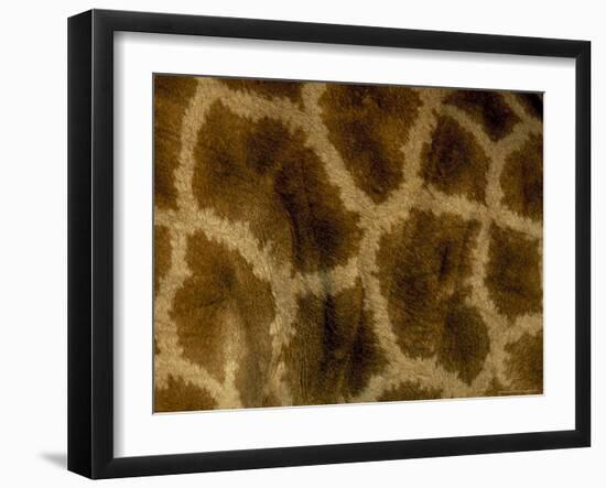 Close-Up of Coat Pattern of Giraffe (Giraffa Camelopardalis), Etosha National Park, Namibia, Africa-Steve & Ann Toon-Framed Photographic Print