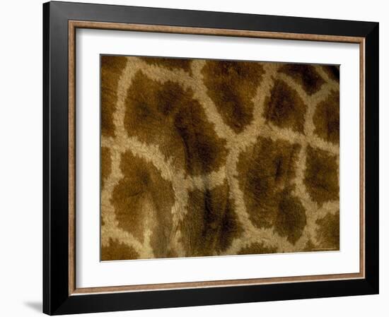 Close-Up of Coat Pattern of Giraffe (Giraffa Camelopardalis), Etosha National Park, Namibia, Africa-Steve & Ann Toon-Framed Photographic Print