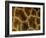 Close-Up of Coat Pattern of Giraffe (Giraffa Camelopardalis), Etosha National Park, Namibia, Africa-Steve & Ann Toon-Framed Photographic Print