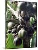 Close-Up of Coco De Mer, Vallee De Mai National Park, Island of Praslin, Seychelles-Bruno Barbier-Mounted Photographic Print