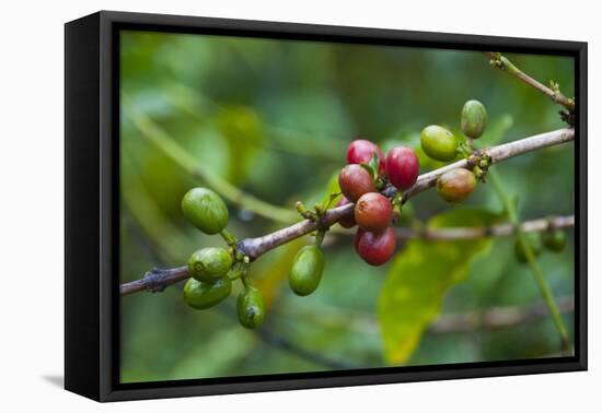 Close-Up of Coffee Beans in the Highlands of Papua New Guinea, Papua New Guinea-Michael Runkel-Framed Premier Image Canvas