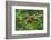 Close-Up of Coffee Beans in the Highlands of Papua New Guinea, Papua New Guinea-Michael Runkel-Framed Photographic Print