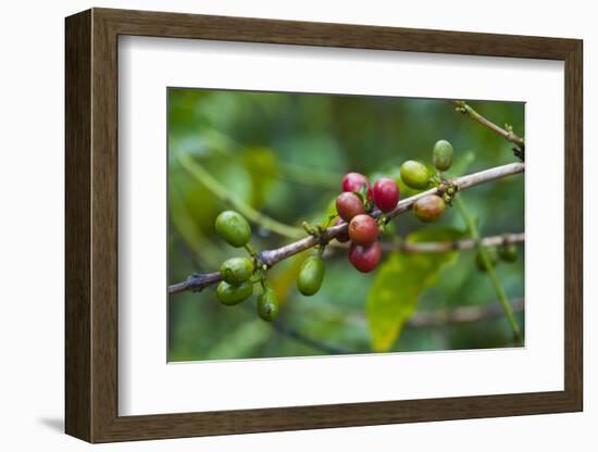 Close-Up of Coffee Beans in the Highlands of Papua New Guinea, Papua New Guinea-Michael Runkel-Framed Photographic Print