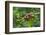 Close-Up of Coffee Beans in the Highlands of Papua New Guinea, Papua New Guinea-Michael Runkel-Framed Photographic Print