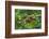 Close-Up of Coffee Beans in the Highlands of Papua New Guinea, Papua New Guinea-Michael Runkel-Framed Photographic Print