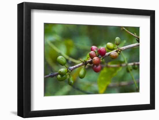 Close-Up of Coffee Beans in the Highlands of Papua New Guinea, Papua New Guinea-Michael Runkel-Framed Photographic Print