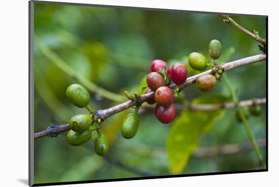 Close-Up of Coffee Beans in the Highlands of Papua New Guinea, Papua New Guinea-Michael Runkel-Mounted Photographic Print