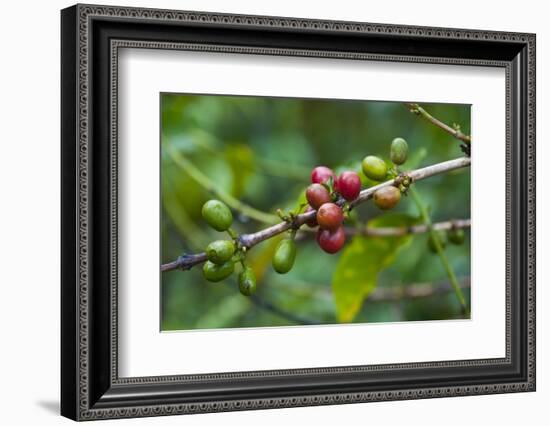 Close-Up of Coffee Beans in the Highlands of Papua New Guinea, Papua New Guinea-Michael Runkel-Framed Photographic Print