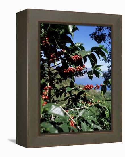 Close-up of Coffee Plant and Beans, Lago Atitlan (Lake Atitlan) Beyond, Guatemala, Central America-Aaron McCoy-Framed Premier Image Canvas