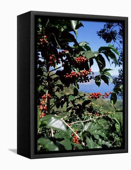 Close-up of Coffee Plant and Beans, Lago Atitlan (Lake Atitlan) Beyond, Guatemala, Central America-Aaron McCoy-Framed Premier Image Canvas