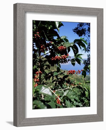 Close-up of Coffee Plant and Beans, Lago Atitlan (Lake Atitlan) Beyond, Guatemala, Central America-Aaron McCoy-Framed Photographic Print