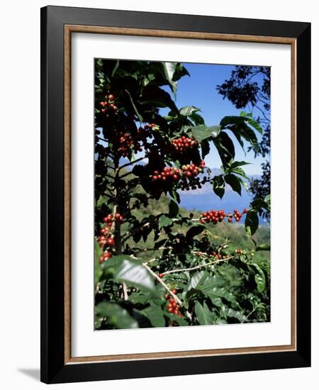 Close-up of Coffee Plant and Beans, Lago Atitlan (Lake Atitlan) Beyond, Guatemala, Central America-Aaron McCoy-Framed Photographic Print