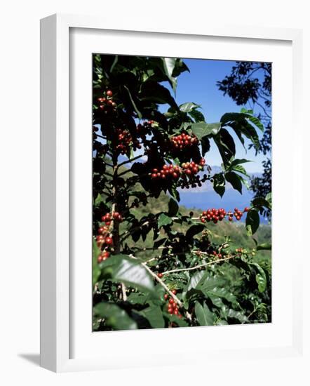 Close-up of Coffee Plant and Beans, Lago Atitlan (Lake Atitlan) Beyond, Guatemala, Central America-Aaron McCoy-Framed Photographic Print