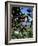 Close-up of Coffee Plant and Beans, Lago Atitlan (Lake Atitlan) Beyond, Guatemala, Central America-Aaron McCoy-Framed Photographic Print