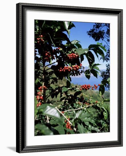 Close-up of Coffee Plant and Beans, Lago Atitlan (Lake Atitlan) Beyond, Guatemala, Central America-Aaron McCoy-Framed Photographic Print