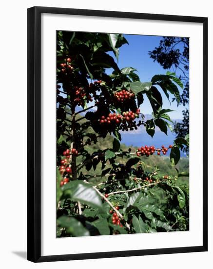 Close-up of Coffee Plant and Beans, Lago Atitlan (Lake Atitlan) Beyond, Guatemala, Central America-Aaron McCoy-Framed Photographic Print