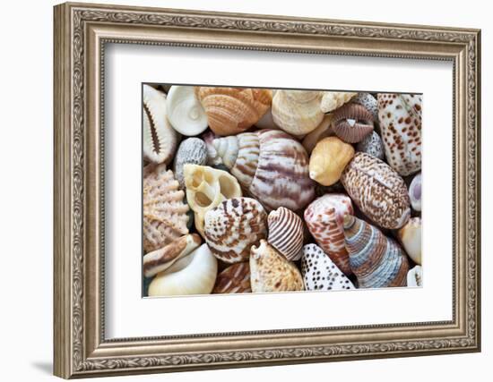 Close-Up of Collection of Sea Shells, Washington, USA-Jaynes Gallery-Framed Photographic Print