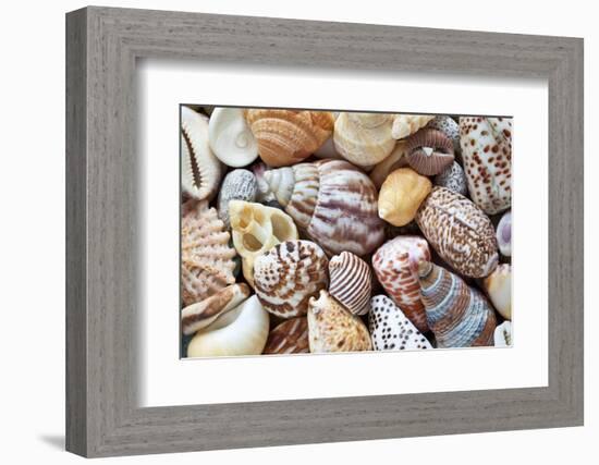 Close-Up of Collection of Sea Shells, Washington, USA-Jaynes Gallery-Framed Photographic Print