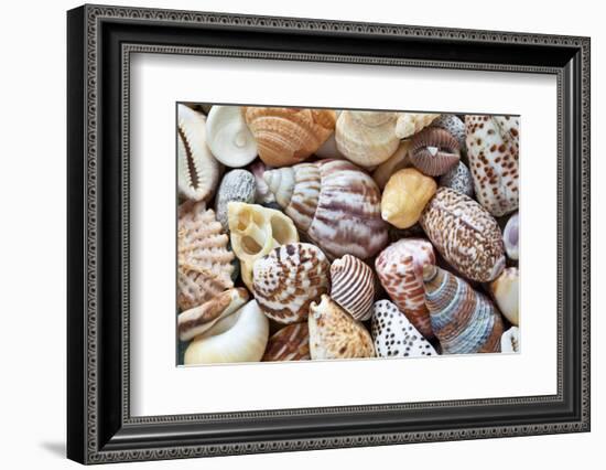 Close-Up of Collection of Sea Shells, Washington, USA-Jaynes Gallery-Framed Photographic Print