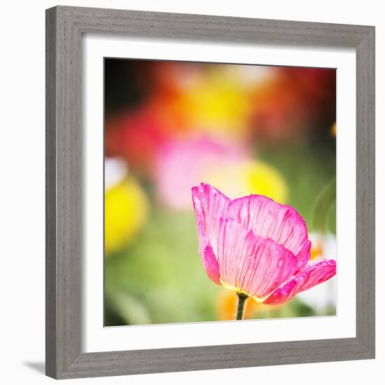 Close Up Of Colorful Poppies In The Wine Country, Alexander Valley, Sonoma County-Ron Koeberer-Framed Photographic Print