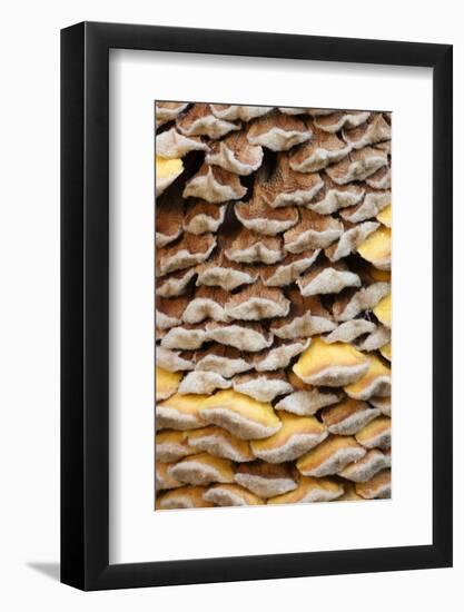 Close Up of Cone on a Sago Palm, Savannah, Georgia, USA-Joanne Wells-Framed Photographic Print