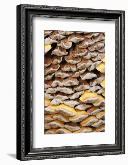 Close Up of Cone on a Sago Palm, Savannah, Georgia, USA-Joanne Wells-Framed Photographic Print