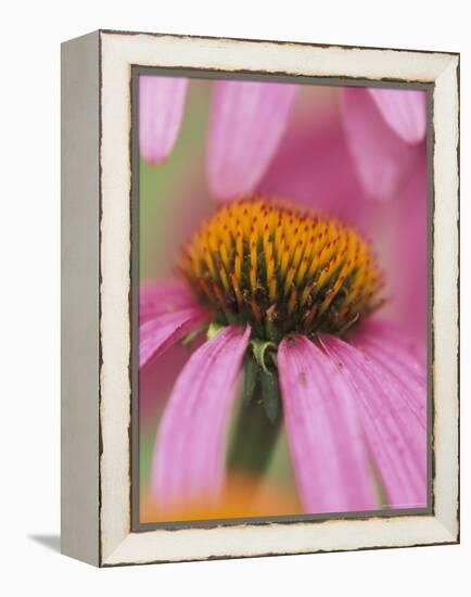 Close-up of Coneflower-Adam Jones-Framed Premier Image Canvas