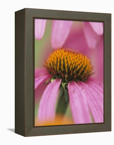 Close-up of Coneflower-Adam Jones-Framed Premier Image Canvas