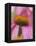 Close-up of Coneflower-Adam Jones-Framed Premier Image Canvas