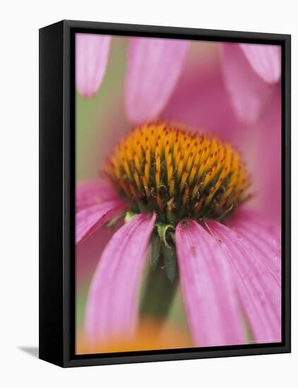 Close-up of Coneflower-Adam Jones-Framed Premier Image Canvas