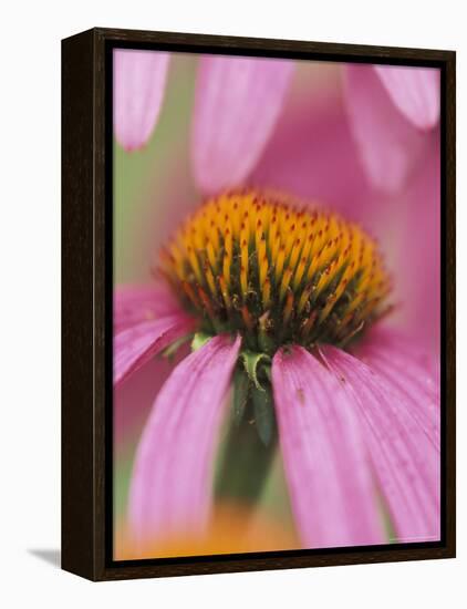 Close-up of Coneflower-Adam Jones-Framed Premier Image Canvas