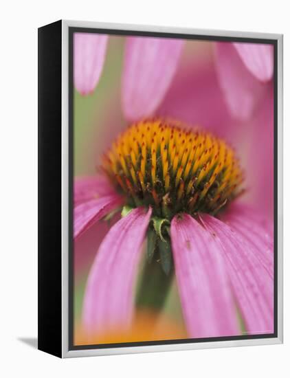 Close-up of Coneflower-Adam Jones-Framed Premier Image Canvas