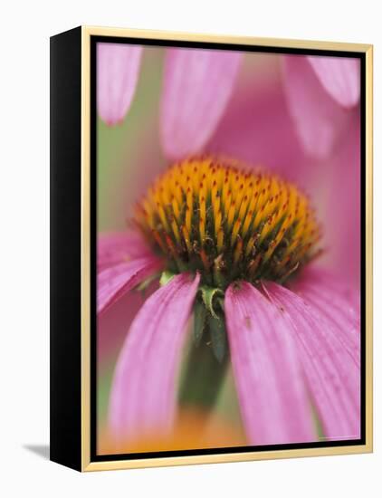 Close-up of Coneflower-Adam Jones-Framed Premier Image Canvas