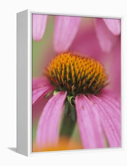 Close-up of Coneflower-Adam Jones-Framed Premier Image Canvas