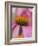 Close-up of Coneflower-Adam Jones-Framed Photographic Print