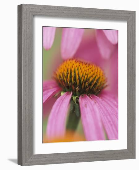 Close-up of Coneflower-Adam Jones-Framed Photographic Print