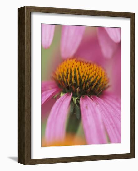 Close-up of Coneflower-Adam Jones-Framed Photographic Print