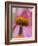 Close-up of Coneflower-Adam Jones-Framed Photographic Print