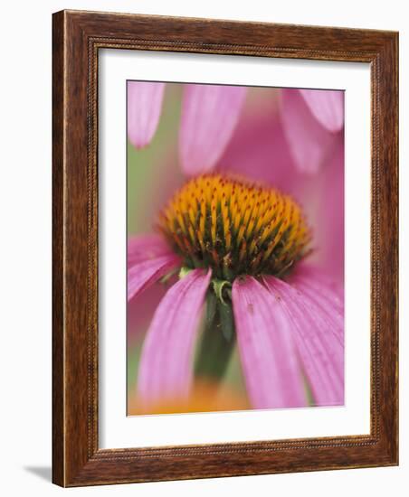 Close-up of Coneflower-Adam Jones-Framed Photographic Print