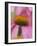 Close-up of Coneflower-Adam Jones-Framed Photographic Print