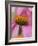 Close-up of Coneflower-Adam Jones-Framed Photographic Print