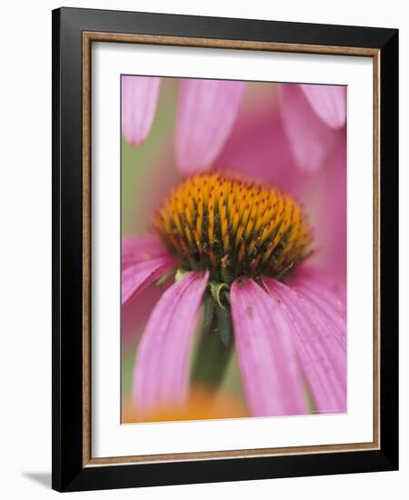 Close-up of Coneflower-Adam Jones-Framed Photographic Print