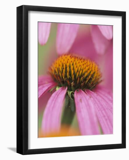 Close-up of Coneflower-Adam Jones-Framed Photographic Print