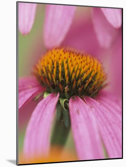 Close-up of Coneflower-Adam Jones-Mounted Photographic Print