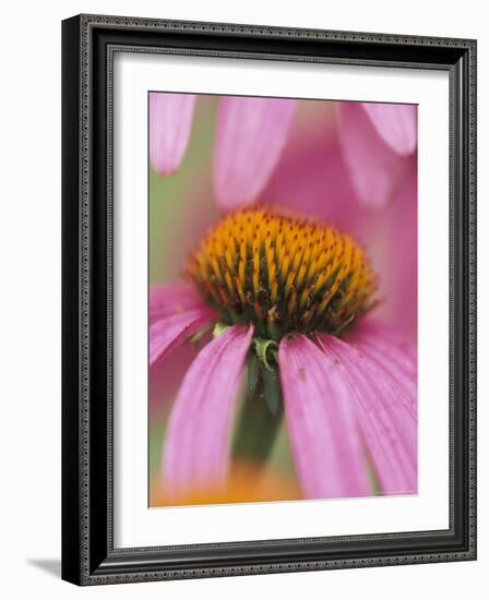 Close-up of Coneflower-Adam Jones-Framed Photographic Print