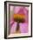 Close-up of Coneflower-Adam Jones-Framed Photographic Print