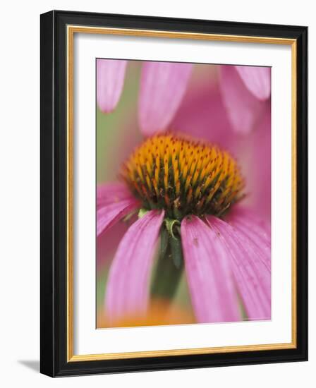 Close-up of Coneflower-Adam Jones-Framed Photographic Print