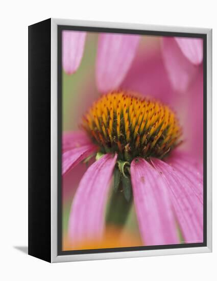 Close-up of Coneflower-Adam Jones-Framed Premier Image Canvas