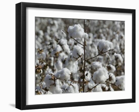 Close-up of Cotton Plants in a Field, Wellington, Texas, USA-null-Framed Photographic Print