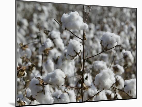 Close-up of Cotton Plants in a Field, Wellington, Texas, USA-null-Mounted Photographic Print